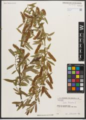 Foto von Salix triandra L.